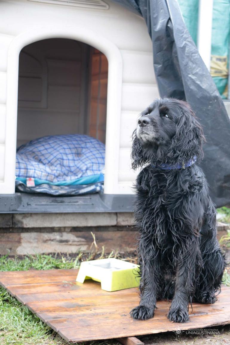 'Negro', un canino que se roba el corazón de la Uniagustiniana, y de un nuevo hogar